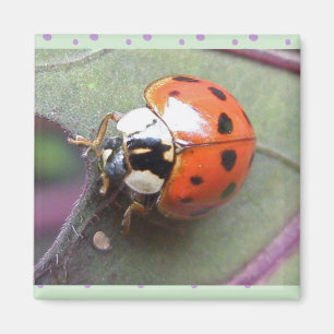 Ladybug Magnet Magneet