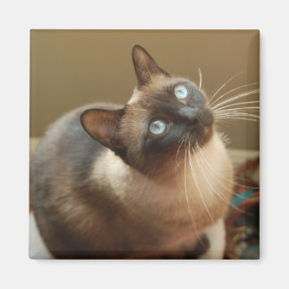 Ladybug Magnet Magneet