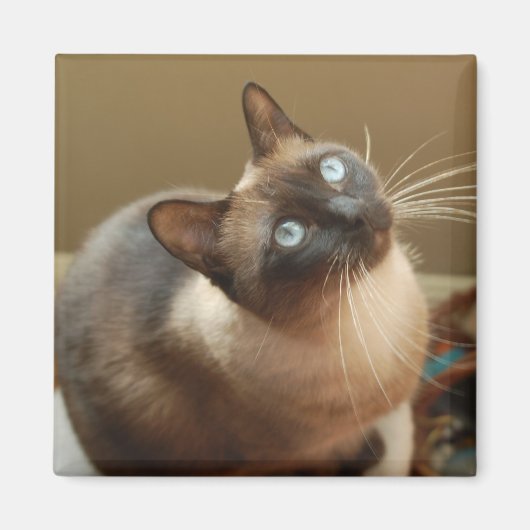 Ladybug Magnet Magneet (Voorkant)