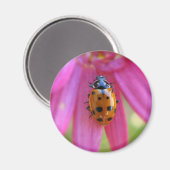 Ladybug Magnet Magneet (Voorkant / Achterkant)