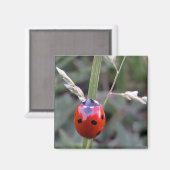 Ladybug Magnet Magneet (Voorkant / Achterkant)