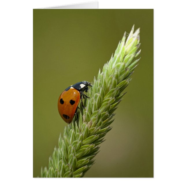 Ladybug Messenger (Devant)