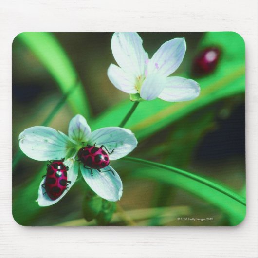 Ladybug Muismat (Voorkant)