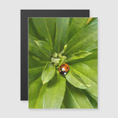Ladybug on Flowers - Carte magnétique (Devant / Derrière)