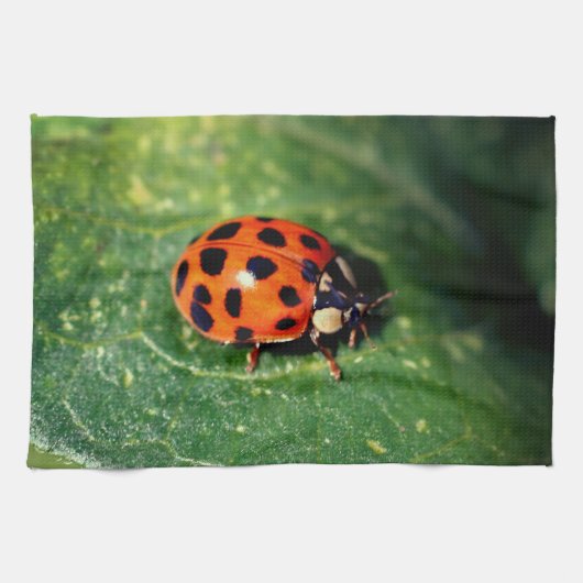 Ladybug On Leaf Close Up  Theedoek (Horizontaal)
