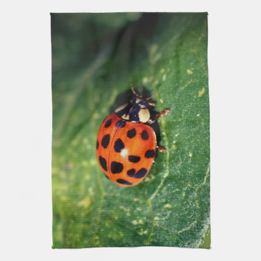 Ladybug On Leaf Close Up  Theedoek (Verticaal)