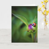 Ladybug On Peony, carte (Fleur jaune)