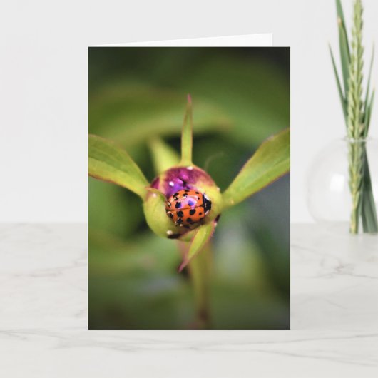 Ladybug On Peony, carte (Devant)