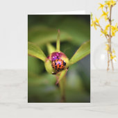 Ladybug On Peony, carte (Fleur jaune)