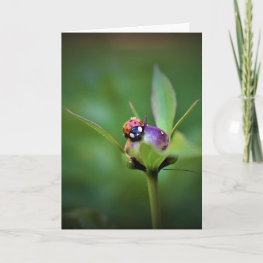Ladybug On Peony, carte (Devant)