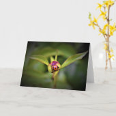 Ladybug On Peony, carte (Fleur jaune)