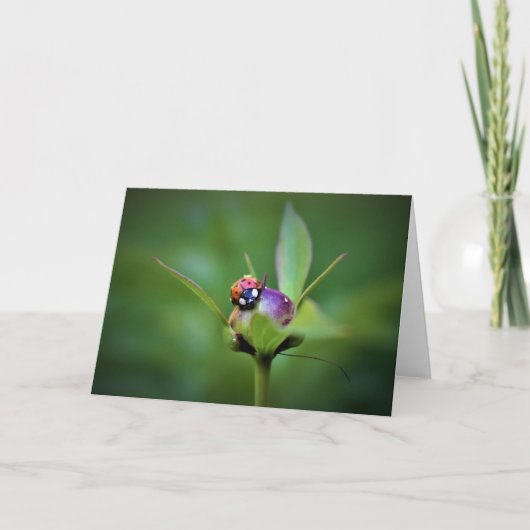 Ladybug On Peony, carte (Devant)