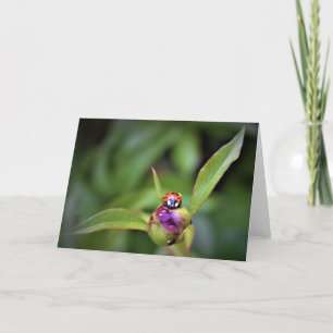 Ladybug On Peony, kaart