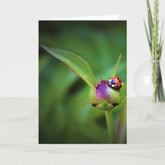 Ladybug On Peony, kaart (Voorkant)