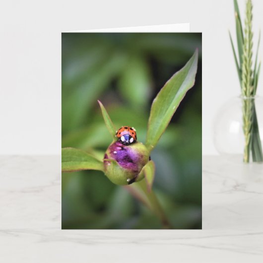 Ladybug On Peony, kaart (Voorkant)