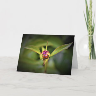 Ladybug On Peony, kaart