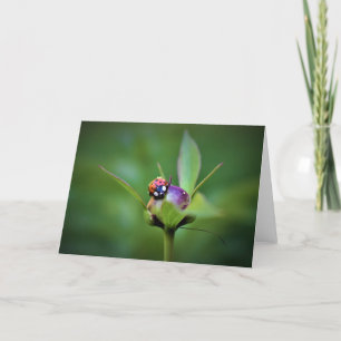 Ladybug On Peony, kaart