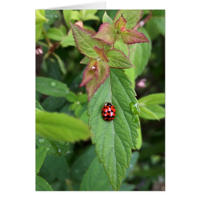 ladybug op blad (Voorkant)