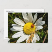 Ladybug op Daisy Briefkaart (Voorkant / Achterkant)