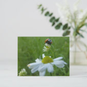 Ladybug op Daisy Flower DIY Briefkaart (Staand voorkant)