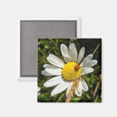 Ladybug op Daisy Magneet (Voorkant / Achterkant)