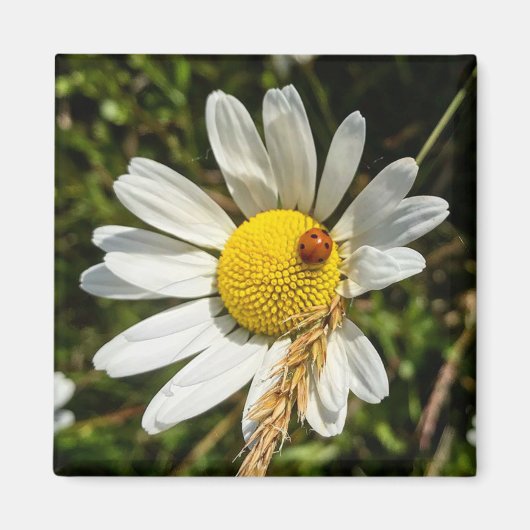 Ladybug op Daisy Magneet (Voorkant)