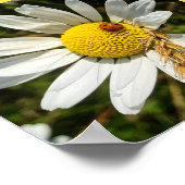 Ladybug op Daisy Poster (Hoek)