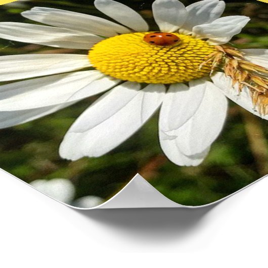 Ladybug op Daisy Poster (Hoek)
