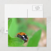 Ladybug op de rand briefkaart (Voorkant / Achterkant)