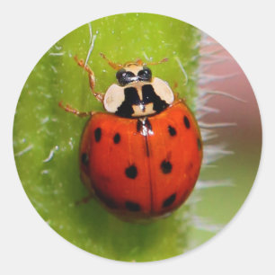Ladybug op de Sunflower Stalk Ronde Sticker
