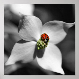 Ladybug op Dogwood Flower Partiële kleur Poster