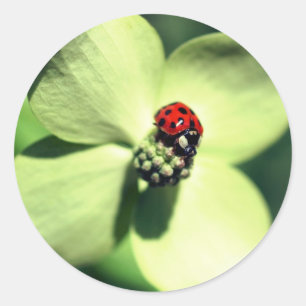 Ladybug op Dogwood Flower Ronde Sticker