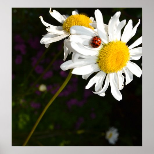 Ladybug op een Daisy Poster (Voorkant)