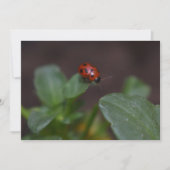 Ladybug op Flowers (Voorkant)