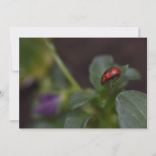 Ladybug op Flowers