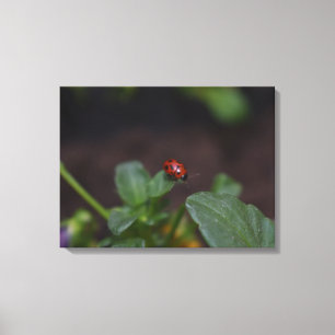 Ladybug op Flowers Canvas Afdruk