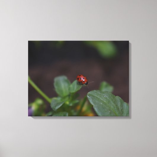 Ladybug op Flowers Canvas Afdruk (Voorkant)