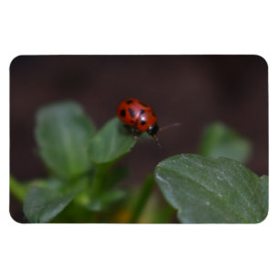 Ladybug op Flowers Magneet