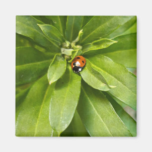 Ladybug op Flowers Magneet