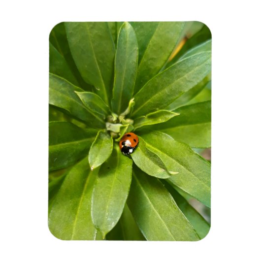 Ladybug op Flowers Magneet (Verticaal)