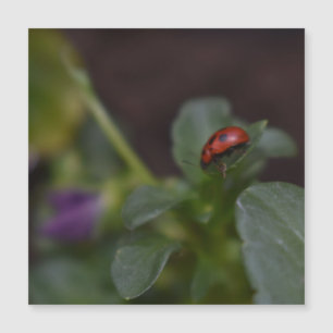 Ladybug op Flowers Magnetic Kaart