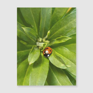 Ladybug op Flowers - Magnetische kaart