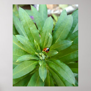 Ladybug op Flowers Poster