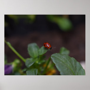 Ladybug op Flowers Poster