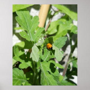 Ladybug op Flowers Poster