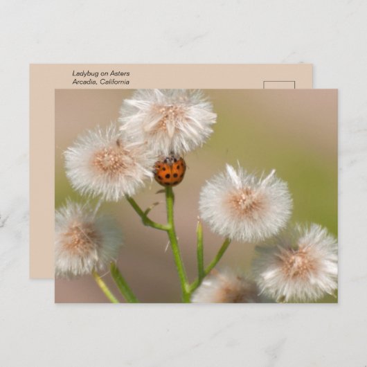 Ladybug op gedroogd zweefvliegtuig briefkaart (Voorkant / Achterkant)