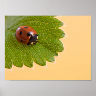 Ladybug op groen lef poster