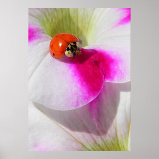 Ladybug op het Poster van de petunia (Voorkant)