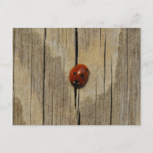Ladybug op hout briefkaart