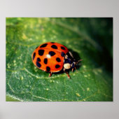 Ladybug op Leaf Close Poster (Voorkant)